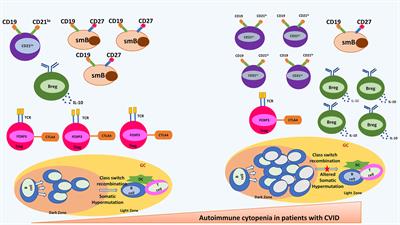 Autoimmune Cytopenias in Common Variable Immunodeficiency Are a Diagnostic and Therapeutic Conundrum: An Update